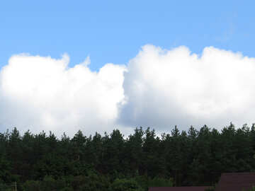 Wolken über den Wald №22747