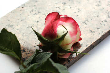 Flower on stone slab №22819