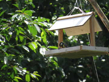 Bird feeders №22896