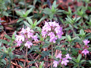 Wald-Blumen №22514