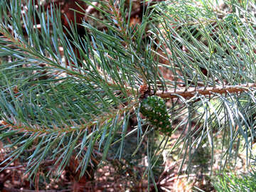 Um cone sobre o ramo de pinho №22502