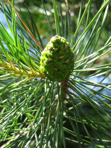 Close-up di conifere pino cono №22501