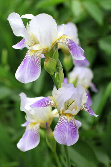 Iris flowers №22351