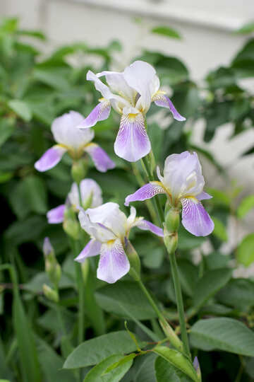 Iris Flowers №22355