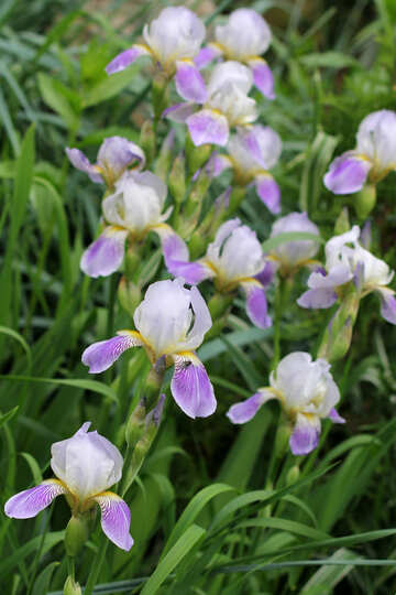 Iris. Beautiful flowers.