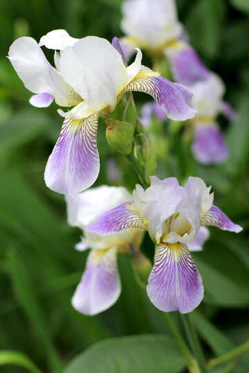Grands iris fleurs №22353