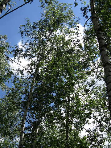 Birches №22486