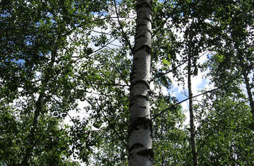 The sky through the branches of birches №22485