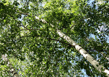 Vidoeiro árvores na floresta №22479