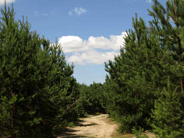 El camino en el bosque de pinos jóvenes №22467