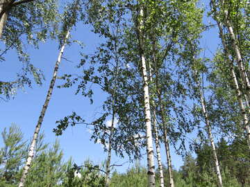 Russischer Wald №22472