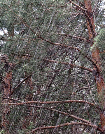 Pioggia nella foresta №22310