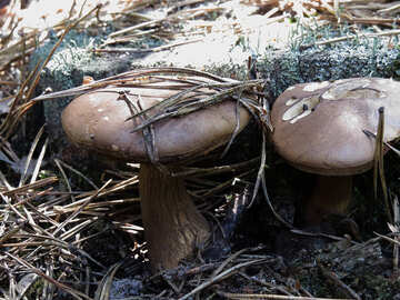 Gall mushroom №22969