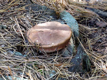 Gall cep mushroom №22974