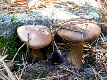 Mushroom oxtongue №22968
