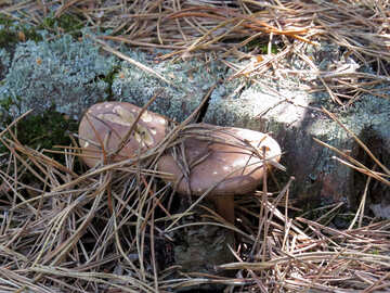 False mushrooms №22972