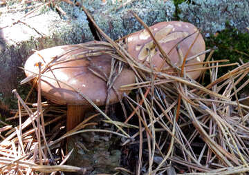 Mushrooms under pine needles №22973