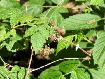 Green Forest raspberries №22521