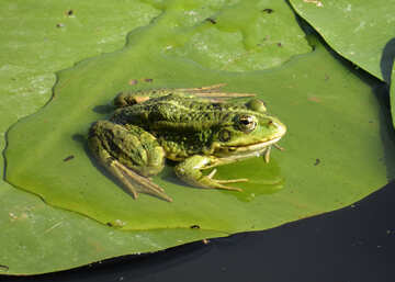 Beautiful frog №22239