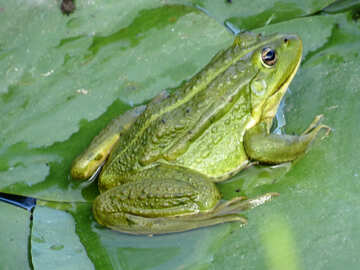Звичайна жаба №22243