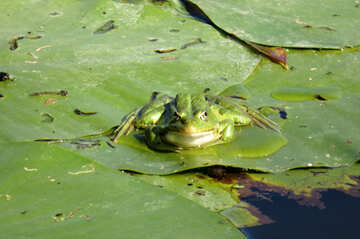 Frog №22235