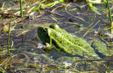 Frog in the algae №22219