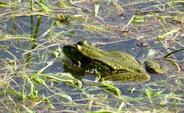 Frog in the lake №22229