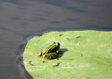 Frog on lily pad №22234