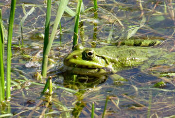 Frog in water №22223