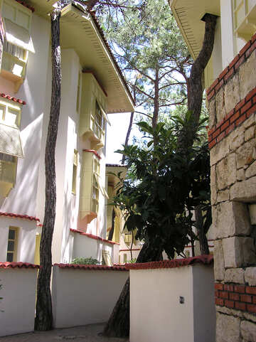 Ein Baum wächst durch das Dach des Hauses №22042