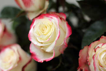 Фон цветок розы на десктоп №22773