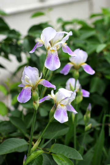 Blühende iris №22356
