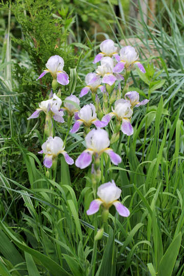 Blühende Pflanze iris №22342