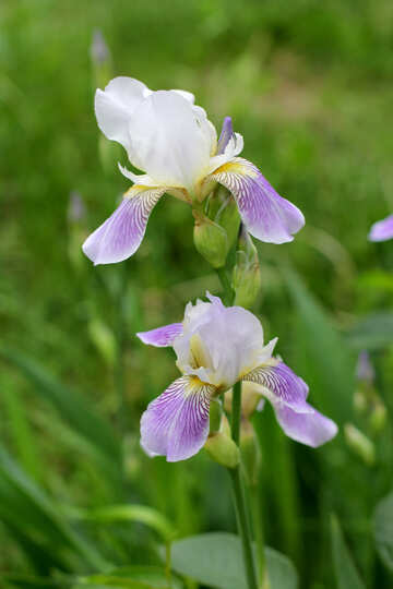 Iris blooming №22349