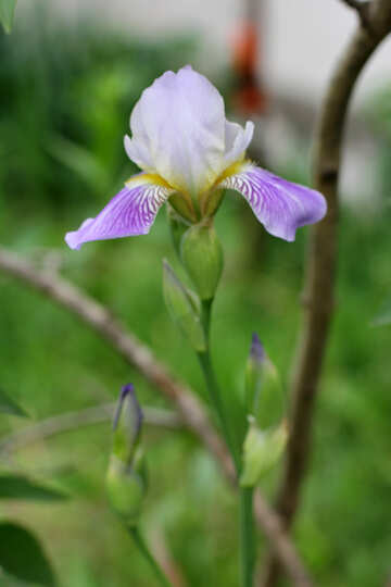Iris flower №22362