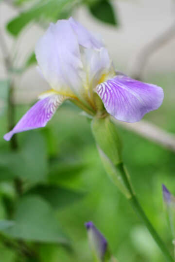 Iris flower plant №22361