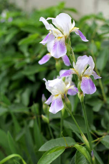 Iris plant №22354