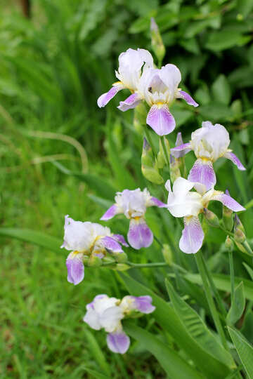 Iris plant №22360