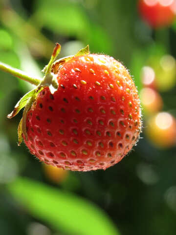 Strawberry №22374