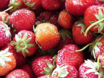 Strawberry crop №22388