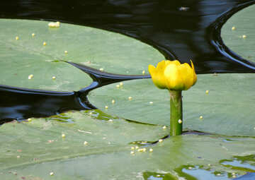 Water lily №22453