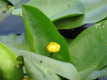 Yellow flower water №22445
