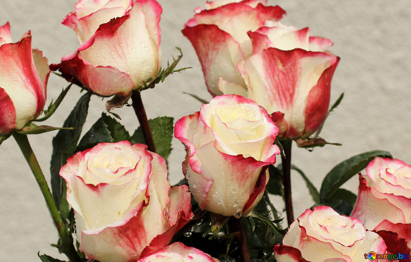 Background tender roses №22783