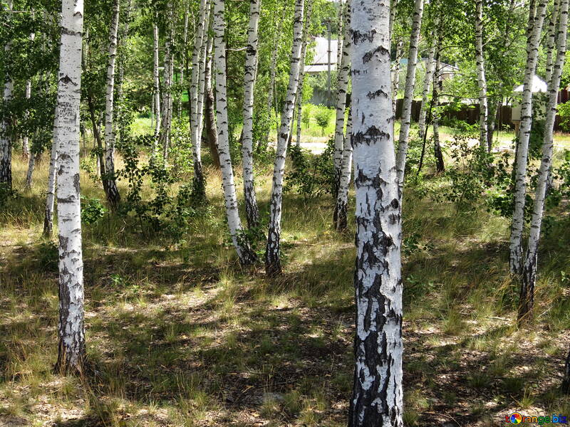 Birch trees near houses №22488