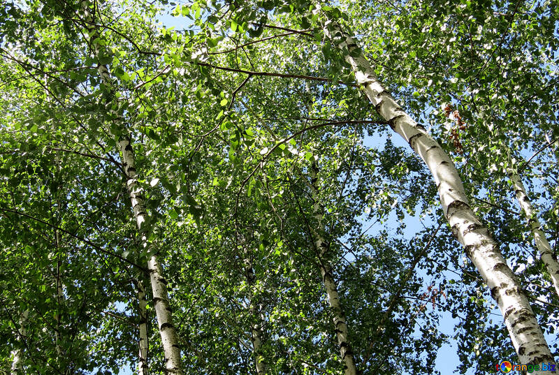 Under the birch №22478