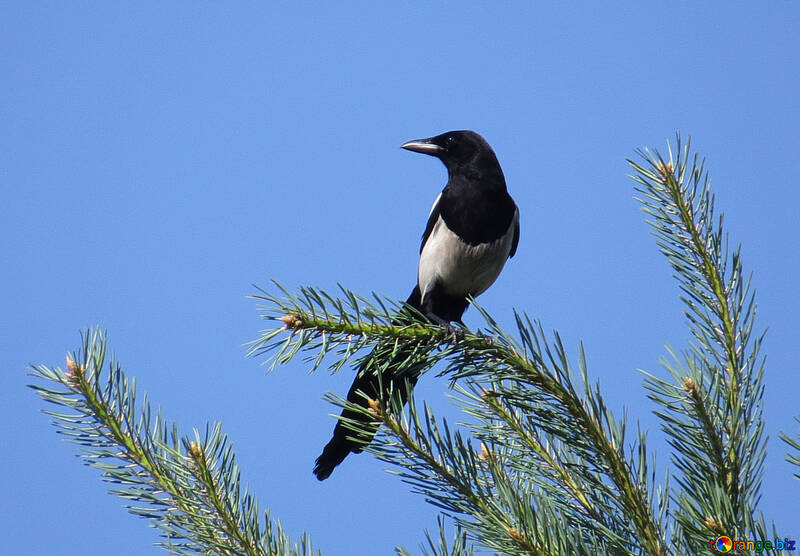 Vogel Elster №22962