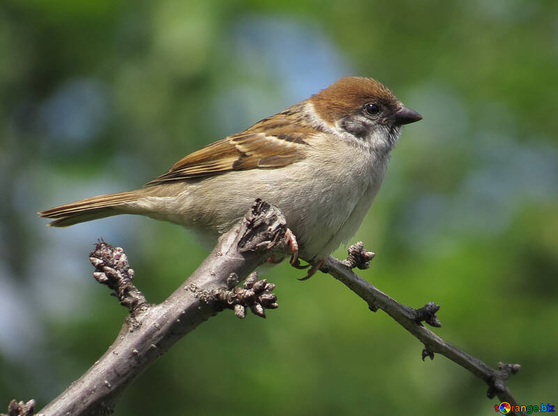 Common sparrow №22899
