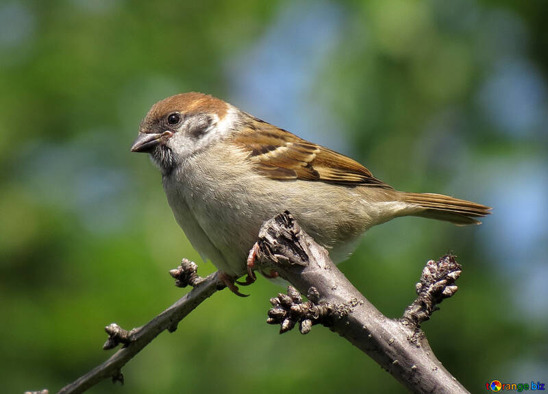 Sparrow №22898