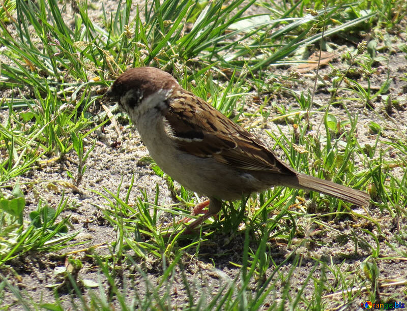 Sparrow №22906