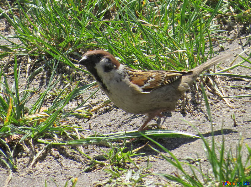 Sparrow in the grass №22905